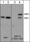 Anti-JNK (Thr-183/Tyr-185), Phosphospecific Antibody